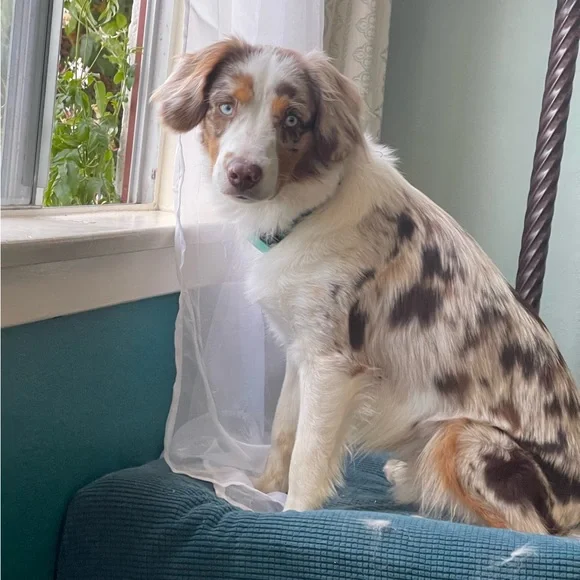 Meet your Posher, Brodie Sky🐾 - Picture 4 of 12